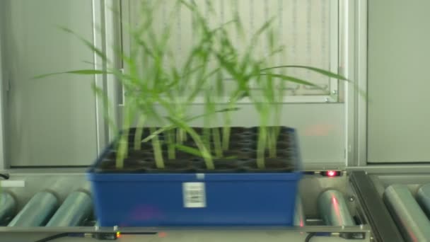 OLOMOUC, RÉPUBLIQUE TCHÈQUE, 11 MARS 2019 : Ligne de phénotypage robotique automatique pour la recherche scientifique technologie des systèmes de mesure de la photosynthèse, orge, science des plantes de laboratoire — Video