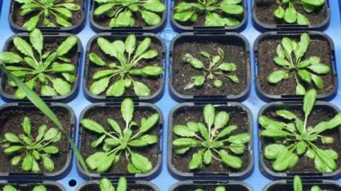 Thale tere veya Arabidopsis thaliana, Üreme ve modifikasyon için genetik bilim modeli malzeme bilimsel araştırma için sera deneysel tarımı