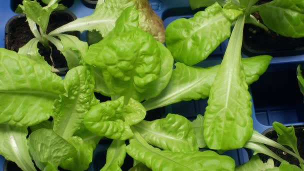 Grüner Salat lactuca sativa Blattgemüse für die Salatzubereitung und Lebensmittel und Essen, Gewächshausanbau für den Verkauf in Supermärkten, Geschäft, einjährige Blättersetzlinge Pflanze, beliebte Salate — Stockvideo