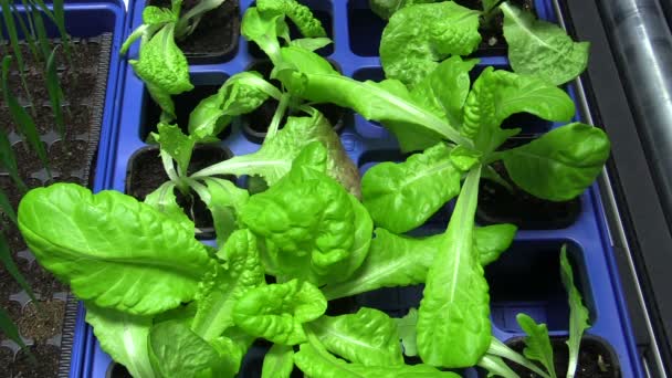 Green lettuce Lactuca sativa leaf vegetables for salad making and food and eats, greenhouse cultivation for sale in supermarkets, shop, annual leaves seedlings plant, popular salads — Stock Video