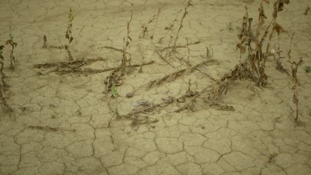 Terra de campo seco muito seca com folhas de papoula Papaver poppyhead, secando o solo rachado, secando o solo rachado, mudança climática, desastre ambiental e rachaduras de terra, morte para as plantas — Vídeo de Stock