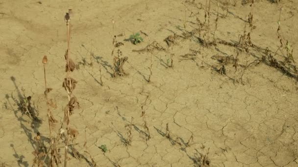 Terra de campo seco muito seca com folhas de papoula Papaver poppyhead, secando o solo rachado, secando o solo rachado, mudança climática, desastre ambiental e rachaduras de terra, morte para as plantas — Vídeo de Stock