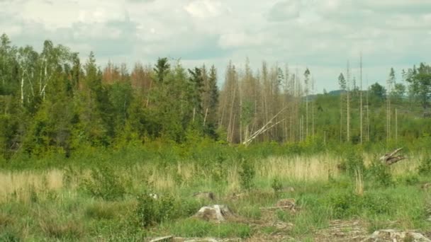 Gran bark skalbagge Pest IPS typographus, granskog angripet torka, attackerad av den europeiska klara skära olycka orsakad av bark beetle på grund av den globala uppvärmningen, påverkan av utsläpp, torra — Stockvideo