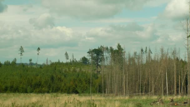 Abete rosso corteccia parassita Ips tipografo, foreste di abeti infestati siccità, attaccato dalla calamità taglio chiaro europeo causata dal coleottero corteccia a causa del riscaldamento globale, influenza delle emissioni, asciutto — Video Stock