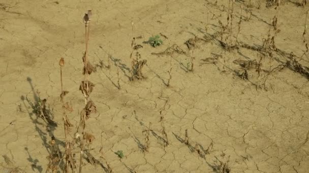 Dürre Trockenland mit Mohnblättern Papaver Mohn, Austrocknung Boden rissig, Austrocknung Boden rissig, Klimawandel, Umweltkatastrophe und Erdrisse, Tod für Pflanzen — Stockvideo