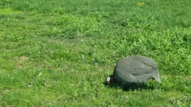 Gine tavuğu ve kasklı gine kuşu Numida meleagris kuşlar güzel doğa ve fauna ile ovalarda güzel, kuş gagası böcekler, düşük kolesterol içeriğine sahip yumurta