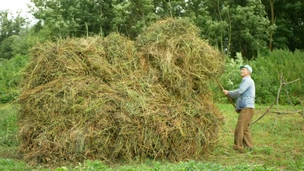 Olomouc, Tschechische Republik, 20. Juli 2019: Alter Mann schafft mit Heugabelstapel, Heu auf einem Feld traditionelle landwirtschaftliche Arbeit, Hochland-Grünland, Luzerne Pflanze — Stockvideo