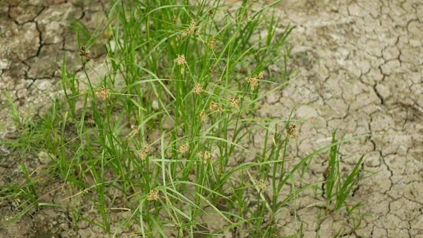 Drought dry meadow land with lowland fens Bolboschoenus maritimus, drying up the soil cracked, climate change, environmental disaster and earth cracks pond and swamp — Stock Photo, Image