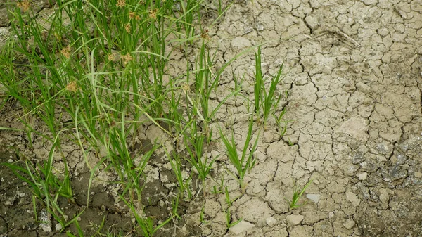 Drought dry meadow land with lowland fens Bolboschoenus maritimus, drying up the soil cracked, climate change, environmental disaster and earth cracks pond and swamp — Stock Photo, Image