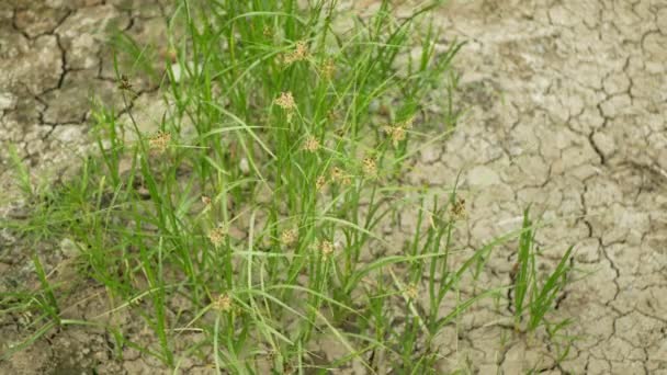 Dürre trockenes Wiesenland mit Niedermooren bolboschoenus maritimus, Austrocknung des Bodens rissig, Klimawandel, Umweltkatastrophe und Erdrisse Teich und Sumpf — Stockvideo