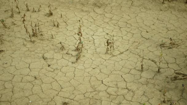 Sequía tierra de campo seco con hojas de amapola Papaver poppyhead, secando el suelo agrietado, secando el suelo agrietado, cambio climático, desastre ambiental y grietas de tierra, muerte para las plantas — Vídeo de stock