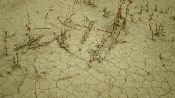Terra de campo de seca com folhas de papoula Papaver poppyhead, secando o solo rachado, secando o solo rachado, mudança climática, desastre ambiental e rachaduras de terra, morte seca para as plantas — Vídeo de Stock