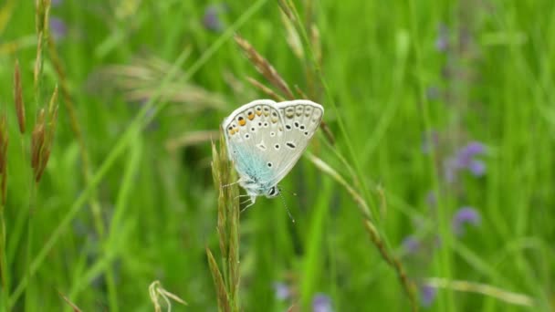 Bleu commun Polyommatus icarus, papillon sauvage mâle, détail macro, espèce commune sans espèce en voie de disparition, famille des Lycaenidae, perte de population due à la perte d'habitat, prairie plante thermophile verte — Video