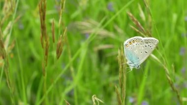 Ortak mavi Polyommatus icarus, vahşi kelebek erkek, detay makro, nesli tükenmekte olan ortak türler, aile Lycaenidae, nüfus kaybı nedeniyle habitat kaybı, çayır termofus bitki yeşil