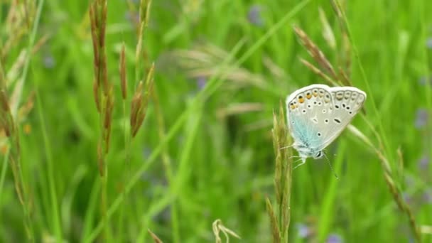 Κοινός μπλε Πολυχίμανος Ίκαρος, άγριο πεταλούδα αρσενικό, λεπτομέρεια μακρο, κοινά είδη χωρίς να απειλούνται, οικογένεια Lycaenidae, απώλεια πληθυσμού οφειλόμενη απώλεια οικοτόπων, Λιβάδι θερμούλους φυτό πράσινο — Αρχείο Βίντεο