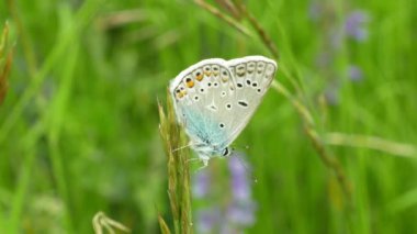 Vahşi kelebek erkek ortak mavi Polyommatus icarus detay makro, nesli tükenmekte olan olmadan ortak türler, aile Lycaenidae, nüfus kaybı nedeniyle habitat kaybı, çayır termofil bitki yeşil