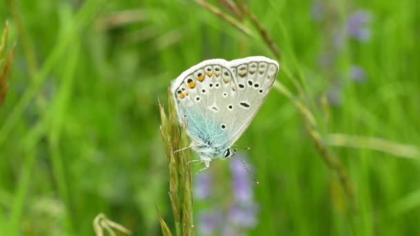 Dziki motyl męski wspólny niebieski Polyommatus Icarus szczegółowo makro, gatunki powszechne bez zagrożonych, Rodzina Lycaenidae, utrata populacji z powodu utraty siedlisk, zielony łąkowy roślina — Wideo stockowe