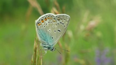 Ortak mavi Polyommatus icarus, vahşi kelebek erkek, detay makro, nesli tükenmekte olan ortak türler, aile Lycaenidae, nüfus kaybı nedeniyle habitat kaybı, çayır termofus bitki yeşil