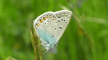 Ortak mavi Polyommatus icarus, vahşi kelebek erkek, detay makro, nesli tükenmekte olan ortak türler, aile Lycaenidae, nüfus kaybı nedeniyle habitat kaybı, çayır termofus bitki yeşil