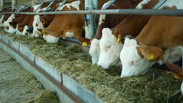 Olomouc, Tsjechië, 11 juni 2019: koeien op biologische boerderij landbouw, voederen hooi gras kuil huisdieren voeden, melkkoeien, Tsjechische Honor fleckvieh ras, melkvee rassen, Koeienstal landbouw, Europa — Stockvideo