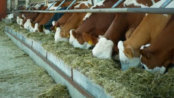 Olomouc, Tsjechië, 11 juni 2019: koeien op biologische boerderij landbouw, kinderen strelen en voeden hooi gras kuil huisdieren, melkkoeien, Tsjechische Honor fleckvieh ras, melkvee rassen, Koeienstal voeden — Stockvideo