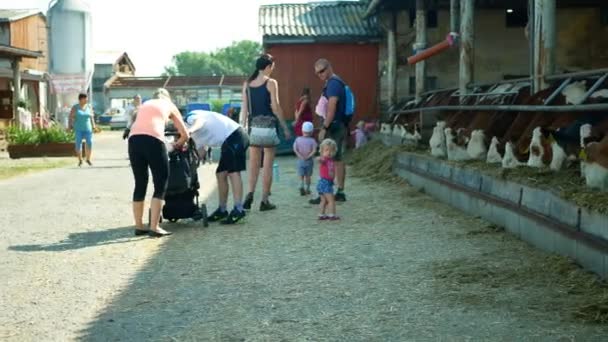 Olomouc, 11. června 2019: Krávy na ekologickém farmářství, děti hladí a krmí sennou píci domácí zvířata, dojnice, plemena českého Fleckvieh, plemena dojnic, krmení krav