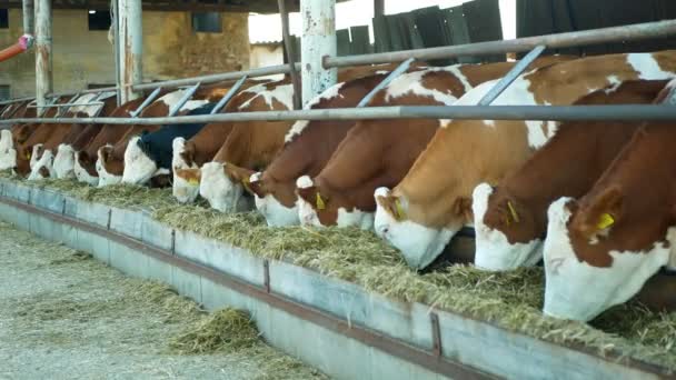 OLOMOUC, CZECH REPUBLIC, JUNE 11, 2019: Cows on organic farm farming, feed hay grass silage pets, dairy cows, Czech honor Fleckvieh breed, dairy cattle breeds, cowshed feeding, children baby carriage — Stock Video