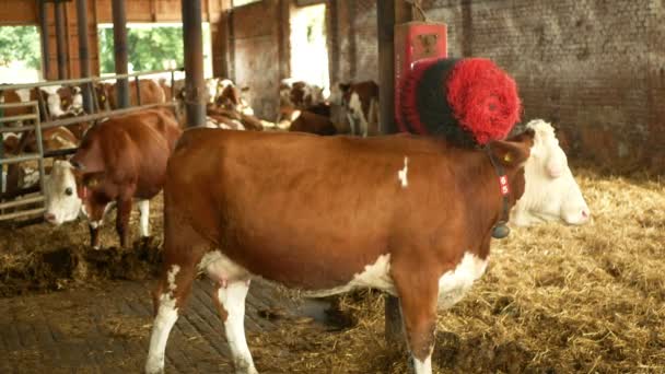 OLOMOUC, REPÚBLICA CHECA, JUNHO 11, 2019: Escova robótica para limpeza da pele de vacas, relaxante arranhões uso automatizado em fazendas vacas laticínios na agricultura, defeito genético dos olhos — Vídeo de Stock