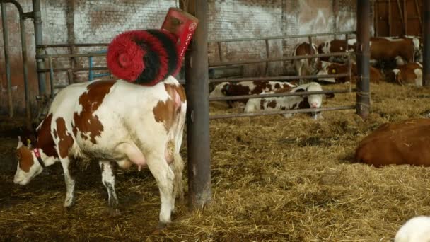 OLOMOUC, REPÚBLICA CHECA, 11 DE JUNIO DE 2019: Cepillo robótico para limpiar la piel del matorral de las vacas, rasguños relajantes uso automatizado en granjas vacas lecheras en la agricultura, alimentación vacas lecheras — Vídeo de stock