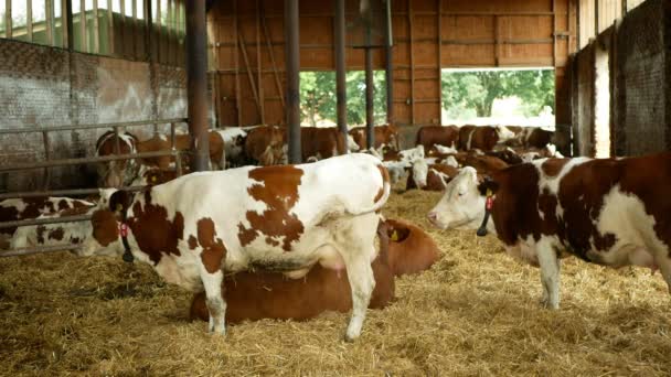 Olomouc, Tsjechië, 11 juni 2019: koeien op biologische boerderij landbouw, voederen hooi gras kuil huisdieren, melkkoeien, melkvee rassen, Koeienstal voederen, fleckvieh RAS traditionele, geschikt voor melk — Stockvideo