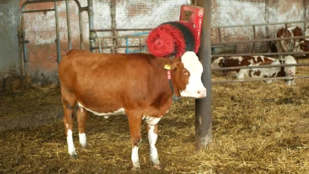 Olomouc, Tsjechië, 11 juni 2019: robot borstel voor het schoonmaken van de scrub huid van koeien, ontspannen krassen geautomatiseerd gebruik op boerderijen koeien zuivel op de landbouw, veevoeder melkvee koeien — Stockvideo
