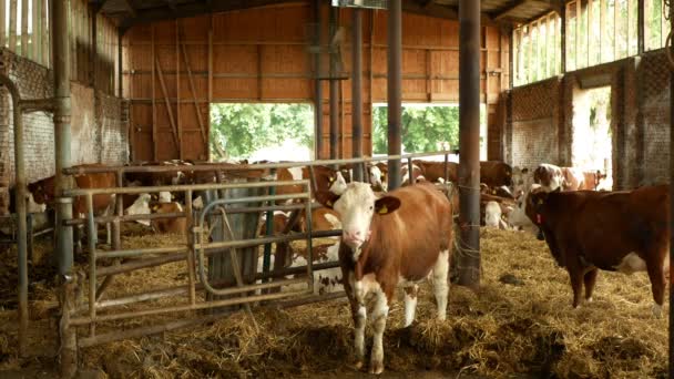 OLOMOUC, REPÚBLICA CHECA, JUNHO 11, 2019: Vacas na agricultura agrícola orgânica, animais de estimação de silagem de feno de alimentação, vacas leiteiras, raças de gado leiteiro, alimentação de vaqueiros, raça Fleckvieh, defeito genético do olho — Vídeo de Stock