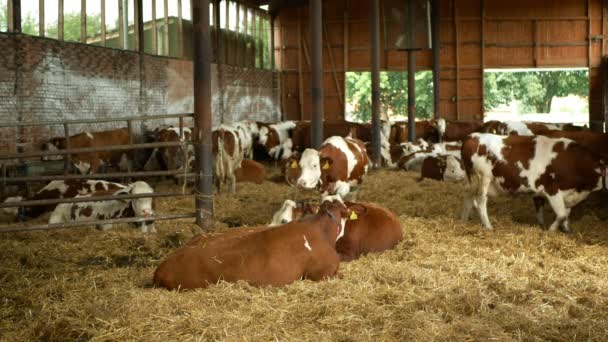 2019年6月11日，捷克共和国奥洛穆茨：有机农场养殖的奶牛，饲料干草草青贮宠物，奶牛，奶牛品种，奶牛饲养，弗莱克维品种传统，眼睛遗传缺陷 — 图库视频影像