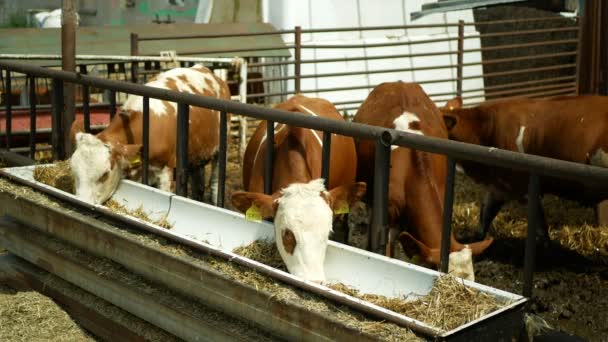 Olomouc, Tsjechië, 11 juni 2019: Kalf koe bio boerderij, voeder hooi gras kuilvoer trog, Tsjechische eer Fleckvieh ras — Stockvideo