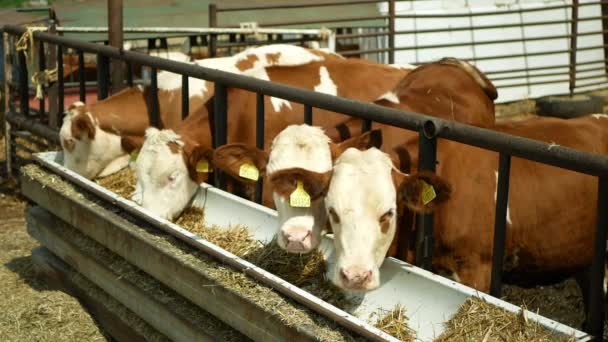 Olomouc, Tsjechië, 11 juni 2019: Kalf koe bio boerderij, voeder hooi gras kuilvoer trog, Tsjechische eer Fleckvieh ras — Stockvideo