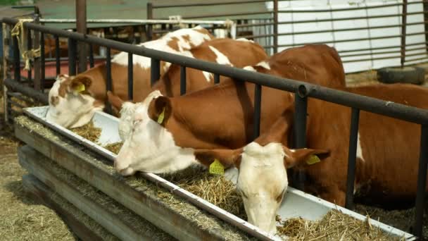 Olomouc, Tsjechië, 11 juni 2019: Kalf koe bio boerderij, voeder hooi gras kuilvoer trog, Tsjechische eer Fleckvieh ras — Stockvideo