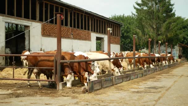 Krávy na ekologické farmě, krmení sennou trávou silážní domácí zvířata, dojnice, česká čest plemeno Fleckvieh, plemena dojnic, krmení krav, plemeno Fleckvieh tradiční, vhodné pro mléko, Evropa — Stock video