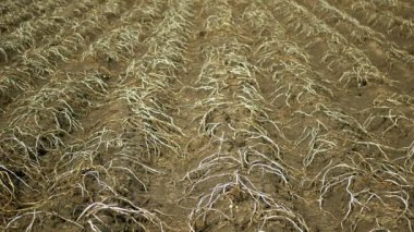 Patates yapraklı kuru arazi Solanum tüberozum patatesleri, toprağı kurutmak, iklim değişikliği, çevre felaketleri ve toprak çatlakları, tarımsal sorun hasat hasat