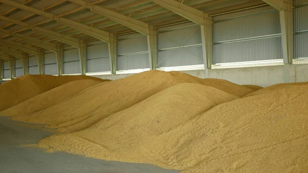 Stock or warehouse pile wheat store, barley and other cereals and grain heap and mound, very modern with moisture protection seal, technological assurance of quality freshly and durability, Europe — Stock Photo, Image