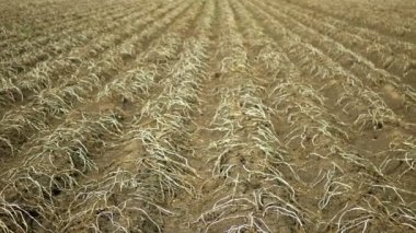 Patates yapraklı kuru arazi Solanum tüberozum patatesleri, toprağı kurutmak, iklim değişikliği, çevre felaketleri ve toprak çatlakları, tarımsal sorun hasat hasat