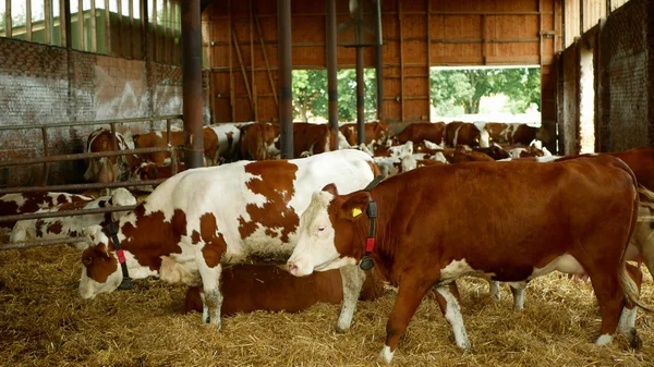 Cows bio farm organic farming, feed pets, tourists admire happy dairy cows of sustainable. Suitable for both milk meat production. Traditional course of breed of Czech honor Fleckvieh