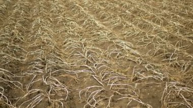 Patates yapraklı kuru arazi Solanum tüberozum patatesleri, toprağı kurutmak, iklim değişikliği, çevre felaketleri ve toprak çatlakları, tarımsal sorun hasat hasat