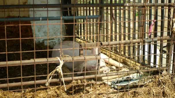 Sau vom Hausschwein gegen Hausschwein schläft, Schwein im Käfig Profil Nahaufnahme oder Detail rosa, Zucht auf Bio-Bauernhof, traditionelle Landwirtschaft für qualitativ hochwertiges Schweinefleisch, Futtertrog — Stockvideo