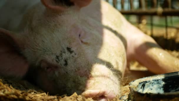 Сіяти домашню свиню Сюс свиня спить, тримається в клітці крупним планом або деталі рожевий морський ніс, розводячи біологічно органічну ферму, вирощуючи для якісної свинини, горіхові звукові грами або гримучі звуки — стокове відео
