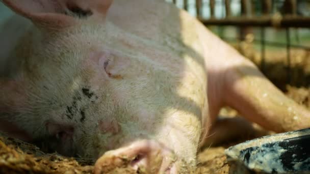 Sau vom Hausschwein gegen Domesticus-Schwein schläft, Schwein im Käfig Profil Nahaufnahme oder Detail rosa Schnauze Nase, Zucht auf Bio-Bauernhof, traditionelle Landwirtschaft für hochwertiges Schweinefleisch, Futtertrog — Stockvideo