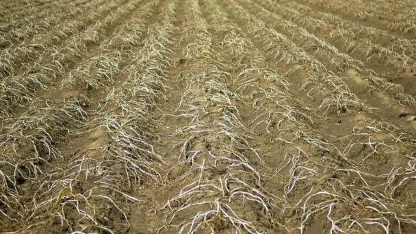 Terreno de campo seco com folhas de batata Solanum tuberosum batatas, secando o solo rachado, mudança climática, desastre ambiental e rachaduras de terra, degradação colheita problema agrícola — Vídeo de Stock