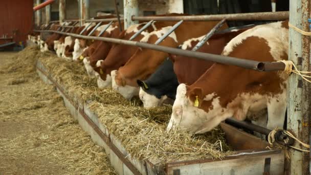 Olomouc, Tsjechië, 11 juni 2019: Koeien op biologische boerderij, voeder hooi gras kuilvoer huisdieren, melkkoeien, Tsjechische eer Fleckvieh ras, melkvee rassen, cowshed voeding — Stockvideo