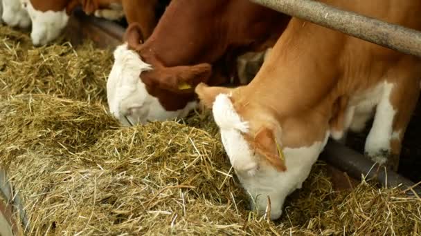 OLOMOUC, CZECH REPUBLIC, JUNE 11, 2019: Sapi pada pertanian organik, pakan jerami rumput hewan peliharaan, sapi perah, Ceko kehormatan Fleckvieh berkembang biak, sapi perah, cowshed makan — Stok Video