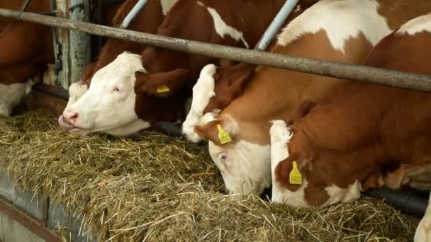 Olomouc, Tsjechië, 11 juni 2019: Koeien op biologische boerderij, voeder hooi gras kuilvoer huisdieren, melkkoeien, Tsjechische eer Fleckvieh ras, melkvee rassen, cowshed voeding — Stockvideo