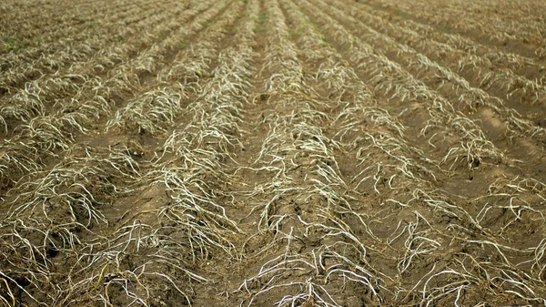 Drought dry field land with potato leaves Solanum tuberosum potatoes, drying up the soil cracked, climate change, environmental disaster and earth cracks, degradation agricultural problem harvest — Stock Photo, Image